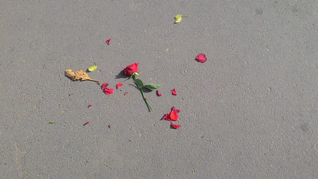 rose, flower, broken-640443.jpg